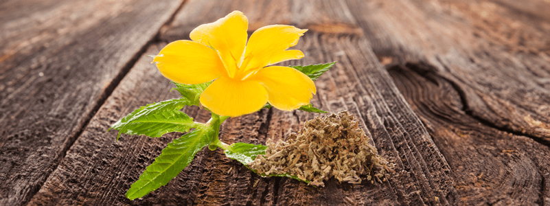 Damiana Benefits | Benefits of Damiana Herb | Xtend Life - Xtendlife