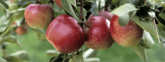 Apple exfoliator