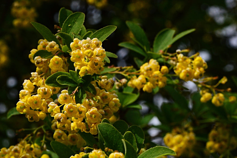Berberine