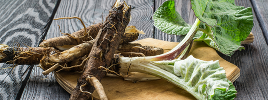 Burdock Leaf