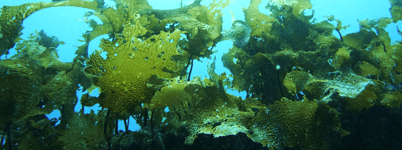 Ephemer™ Algae Oil