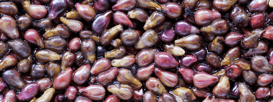 Grape Seed Oil