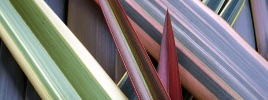 Harakeke Flax Oil