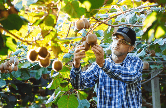 a man holding kiwifruits