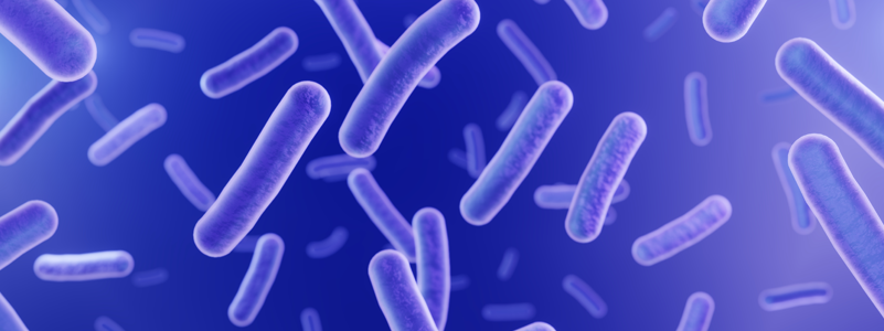 LactoSpore® Probiotic (Bacillus coagulans)