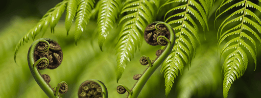 Mamaku Gel