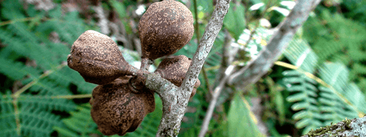 Pau D’Arco Extract
