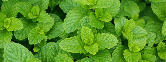 Peppermint Leaf