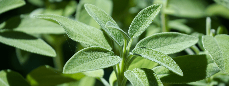Sage Extract (SageXtra™ previously known as Sibelius™:Sage)