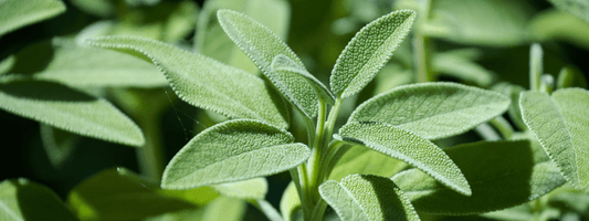 Sage Extract (SageXtra™ previously known as Sibelius™:Sage)