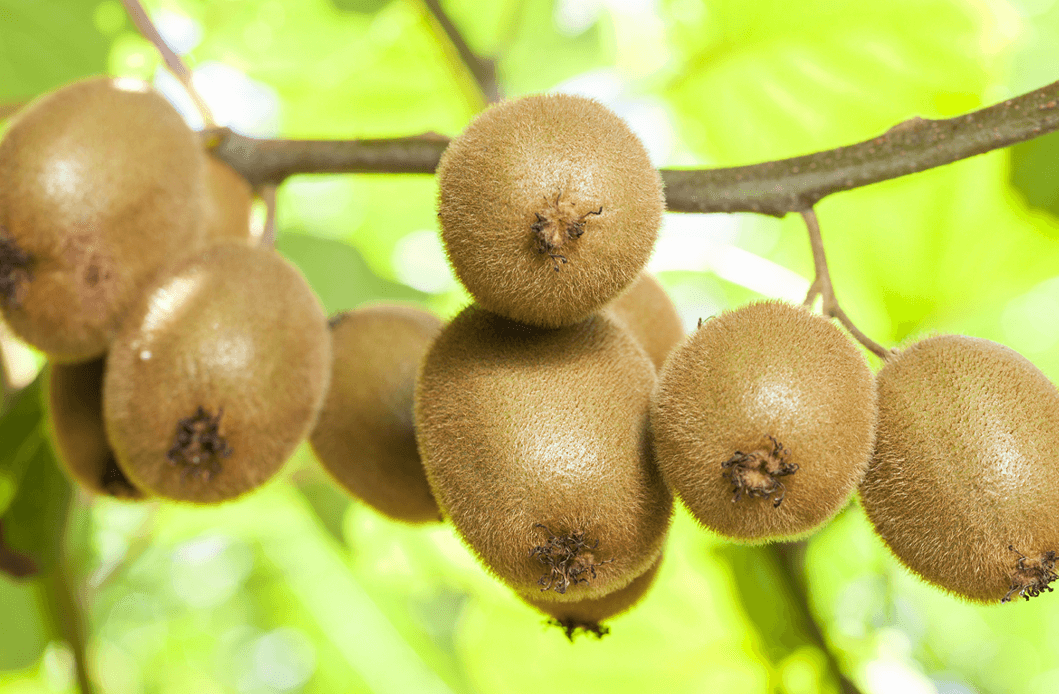 kiwifruit