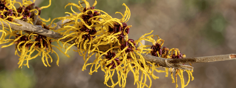 Witch Hazel
